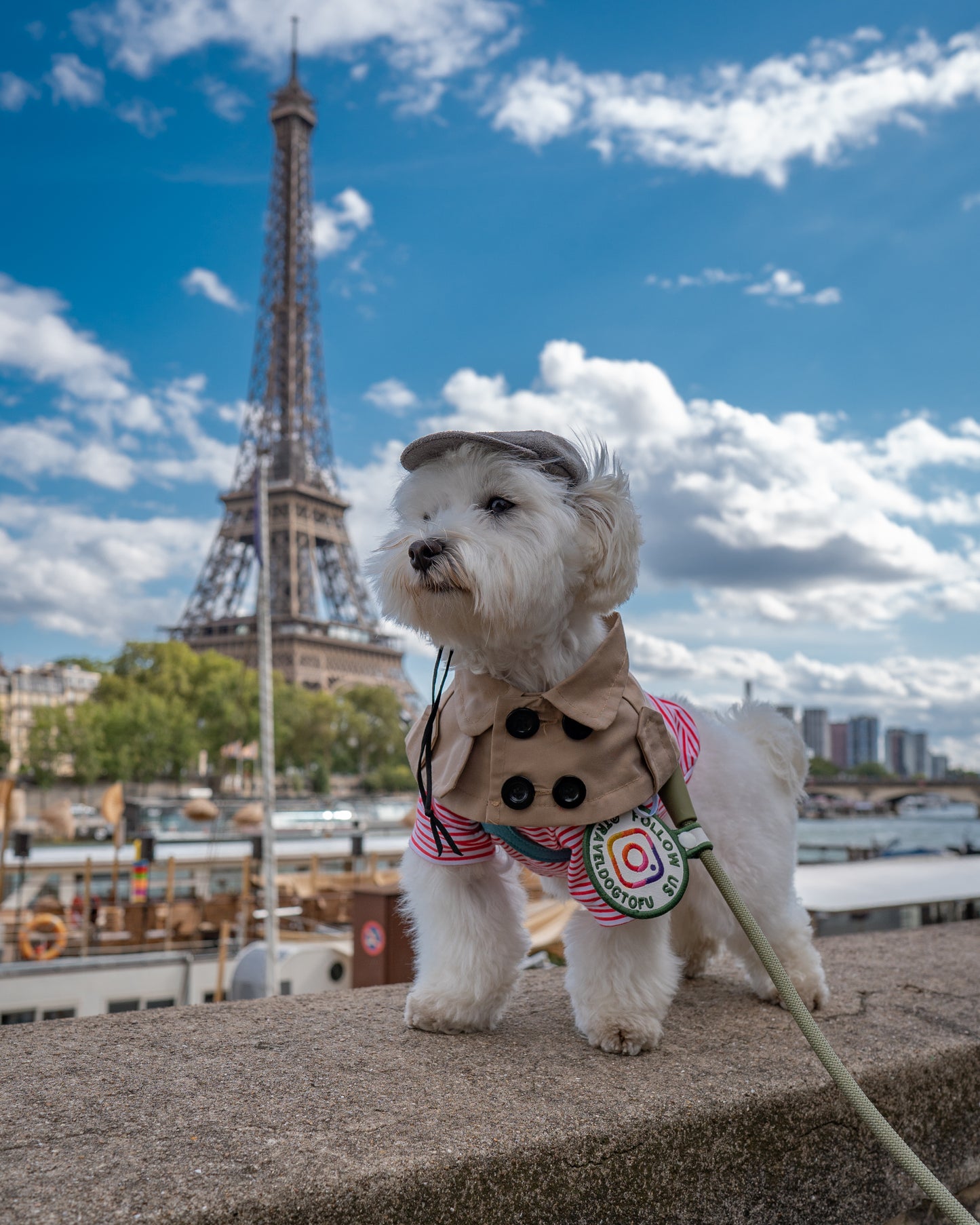 Mr.Tofu & the Eiffel Tower Postcard