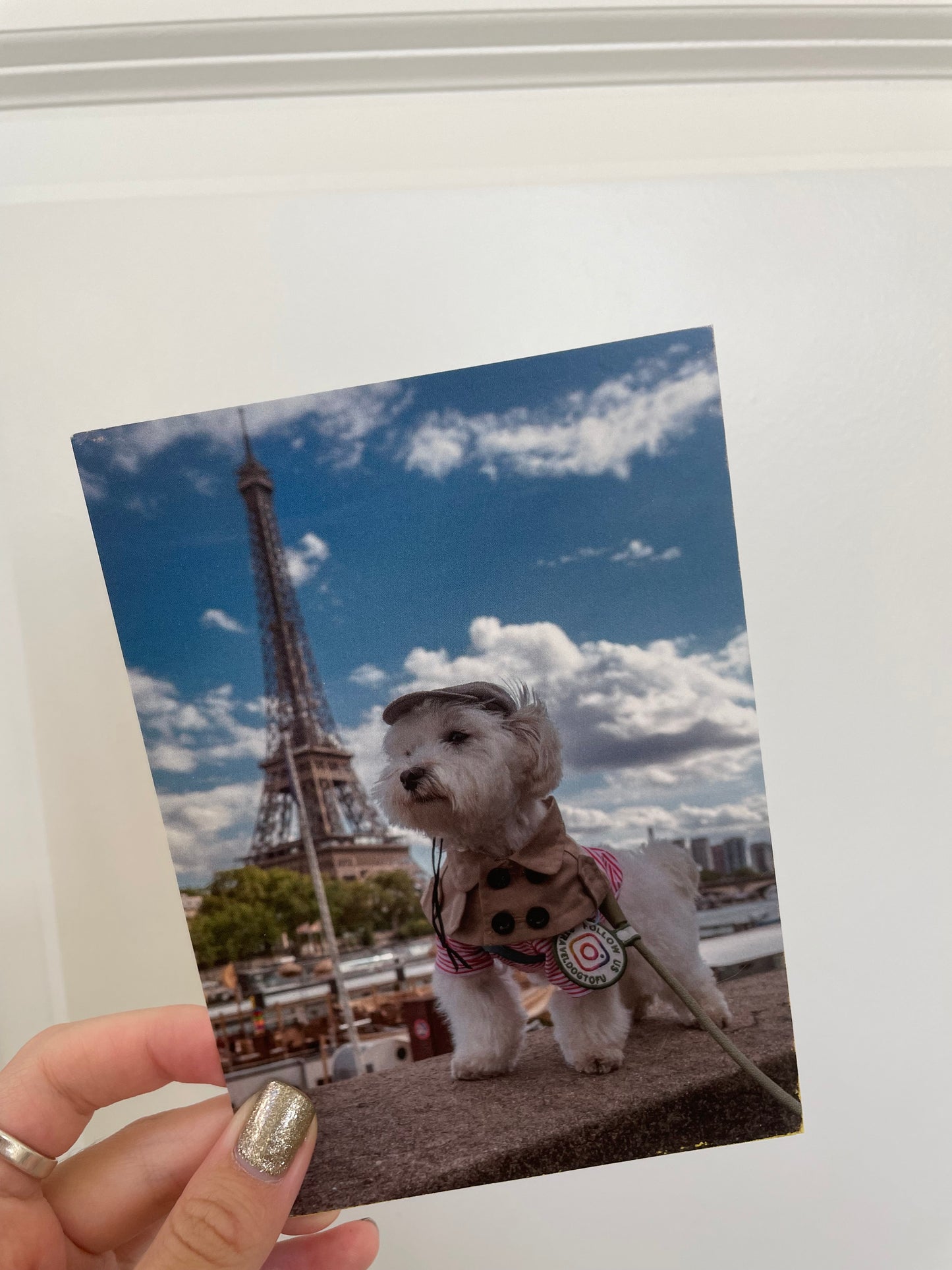 Mr.Tofu & the Eiffel Tower Postcard